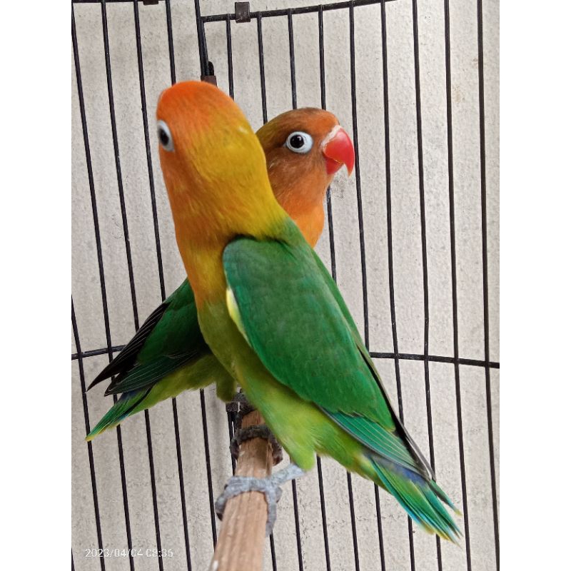 Lovebird Pasangan Muda Josan