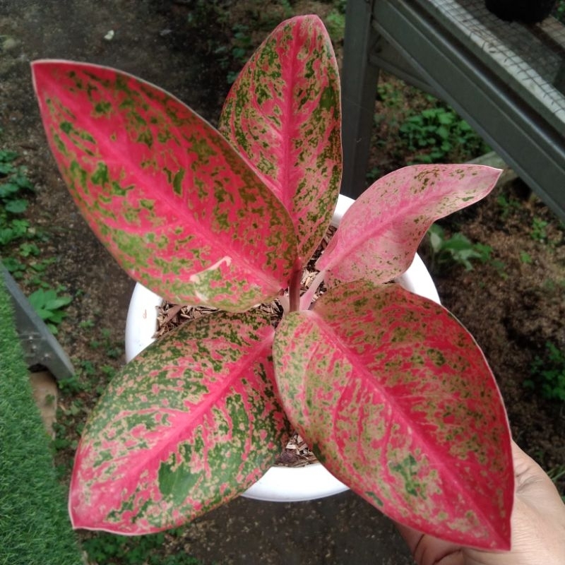 Aglaonema Kendedes