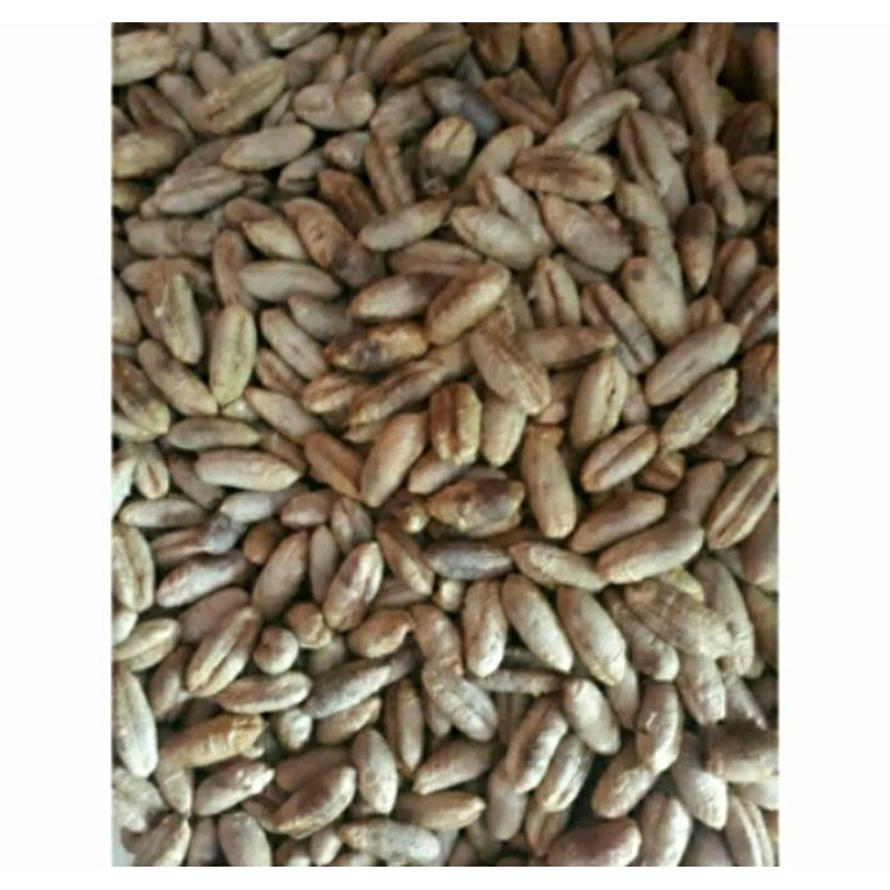 

Jual Biji Kurma yang sudah dikeringkan