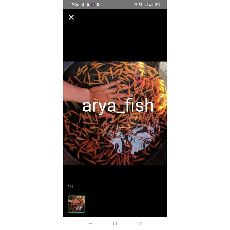 ikan terapi untuk kesehatan paket 50 ekor