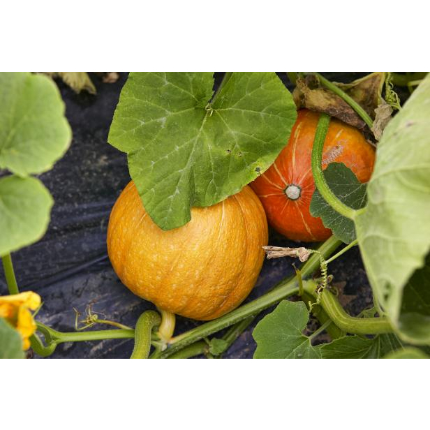 Benih Bibit Biji - Pumpkin Jack O'Lantern Labu Halloween Seeds - IMPORT