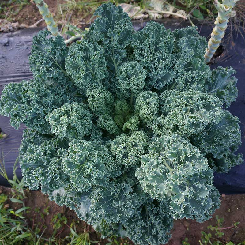 Benih Bibit Biji - Kale Borecole Vates Blue Curled Seeds - IMPORT