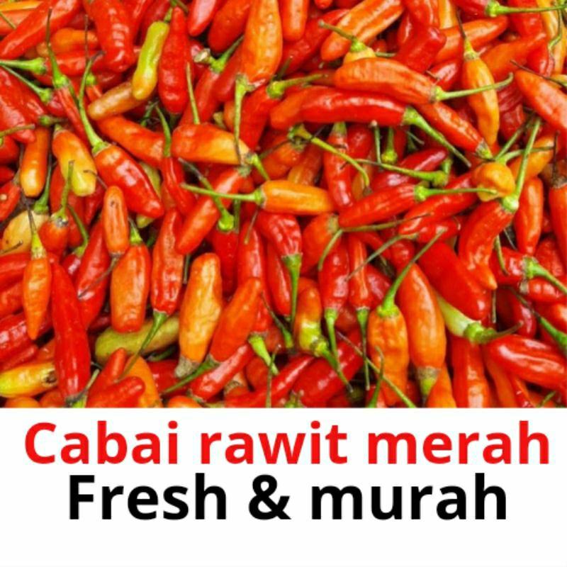 

cabe / cabai rawit merah fresh murah