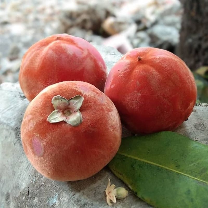 Bibit Buah Kesemek Manis  Original Terlaris