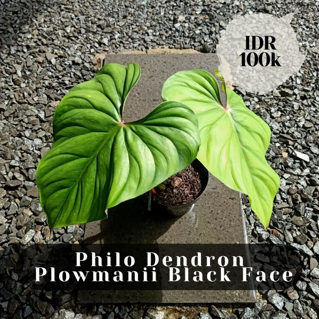 Philo Dendron  Plowmanii Black Face