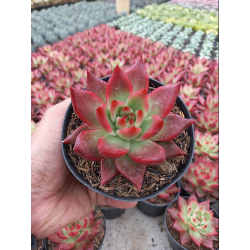 Agavoides Frank Reinelt/Sukulen Import