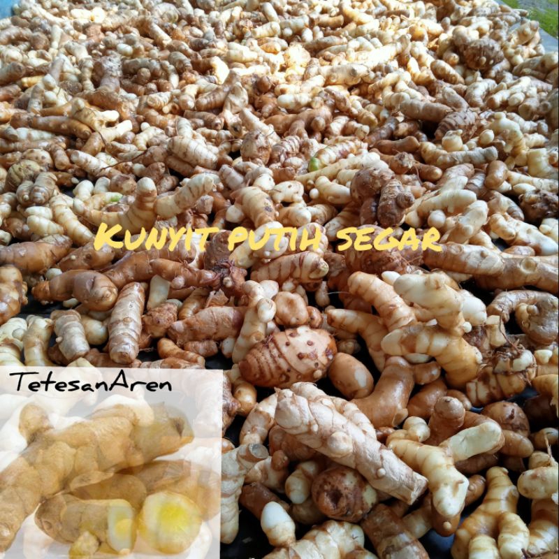 

kunyit putih fresh 1 kg