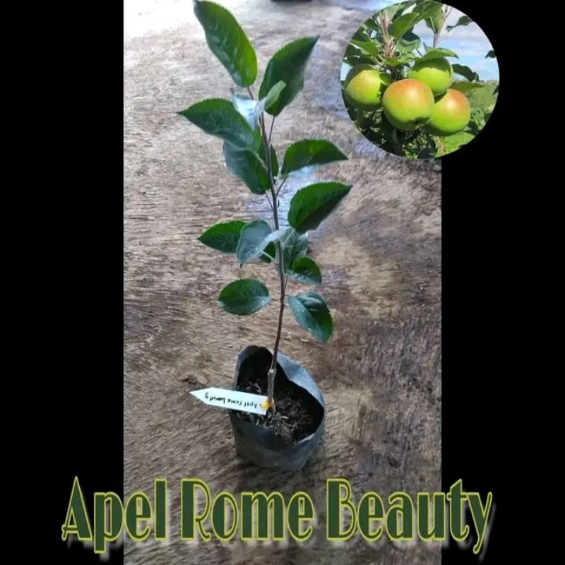 Bibit Apel Rome Beauty Asli Malang - Hasil Cangkok