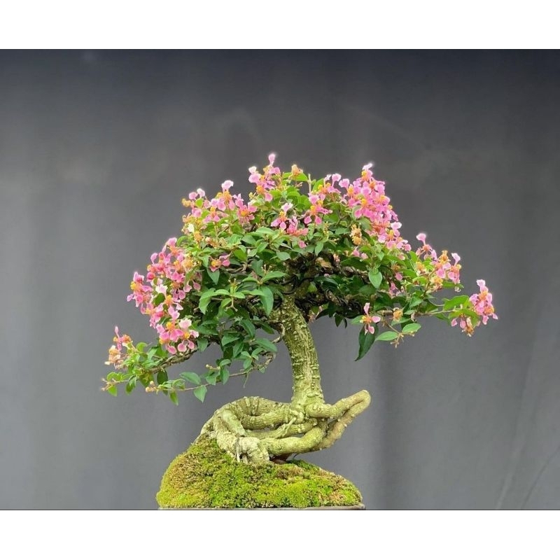 bonsai sakura micro (siap pajang)