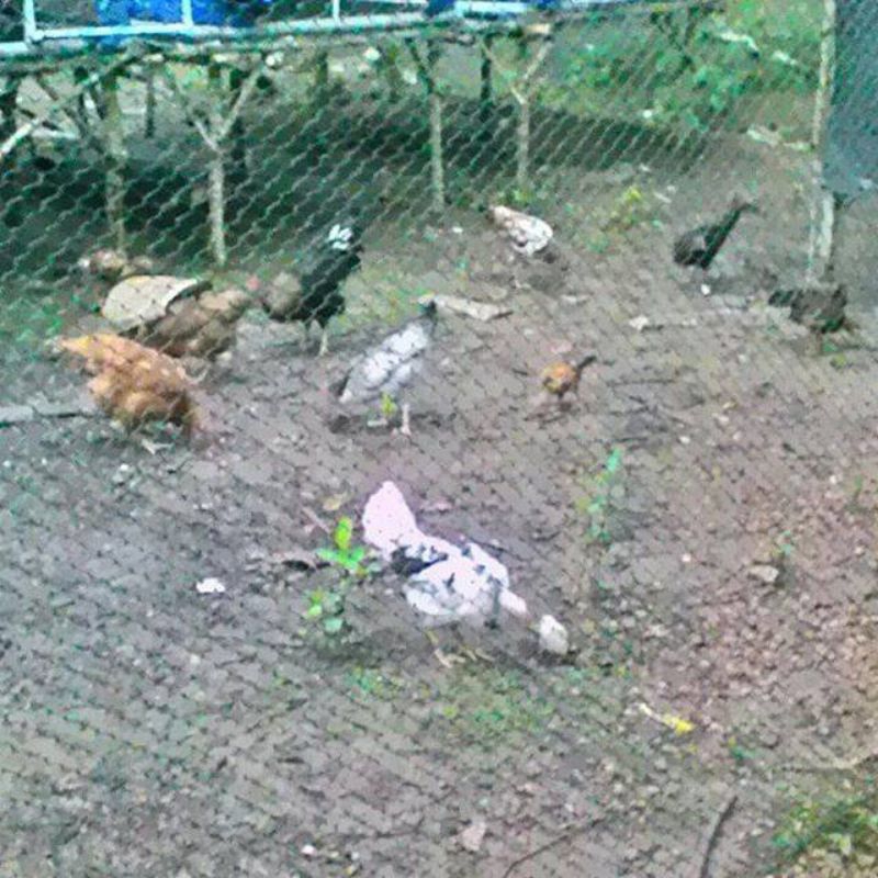 Jaring Pagar Trol | Jaring Pagar Tanaman | Jaring Pagar Rumah