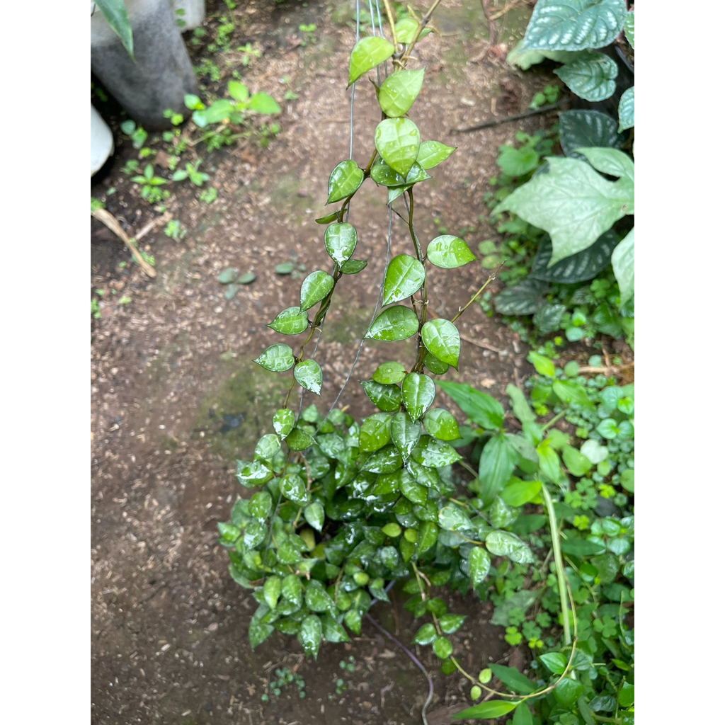 hoya lacunosa wangi rimbun