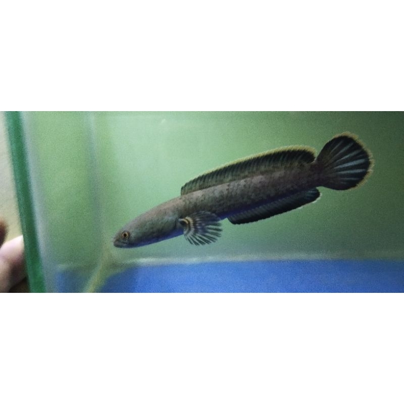 channa limbata wc partai