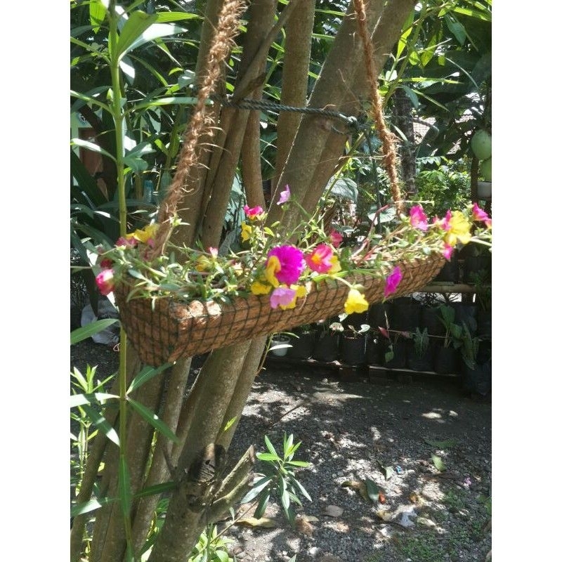pot bunga gantung bunga krokot/mossrose sabut kelapa panjang cocofiber