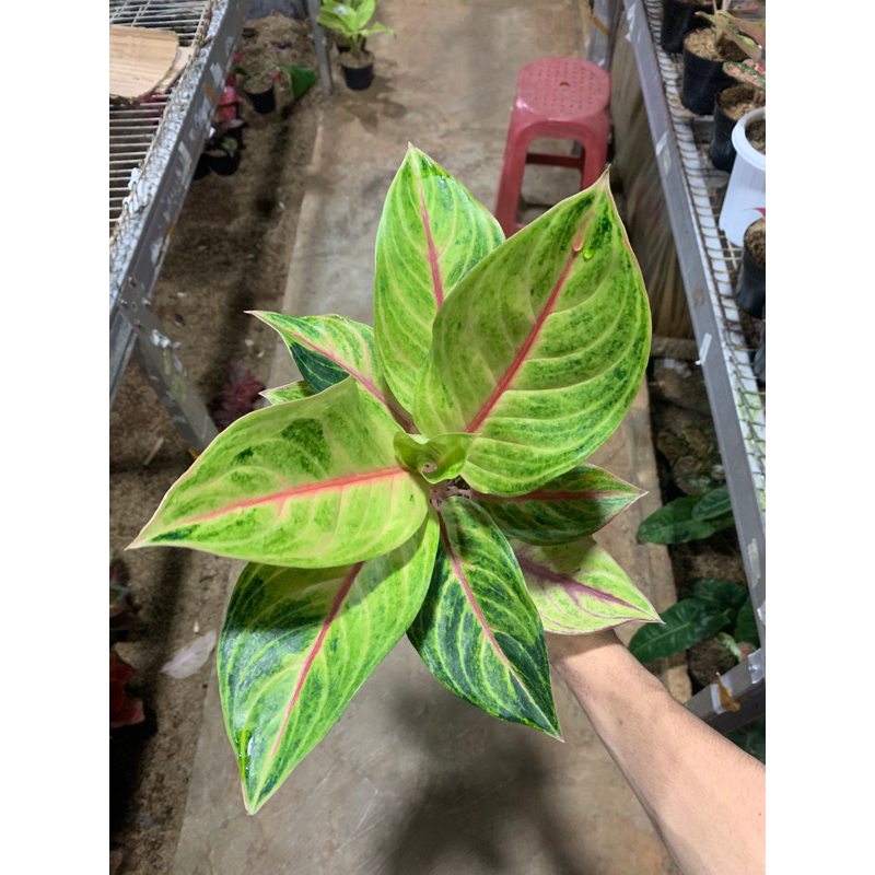 AGLONEMA GREEN PANAMA / RED PANAMA