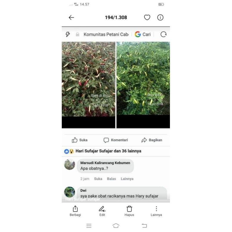 

obat Patek keriting daun dan bule