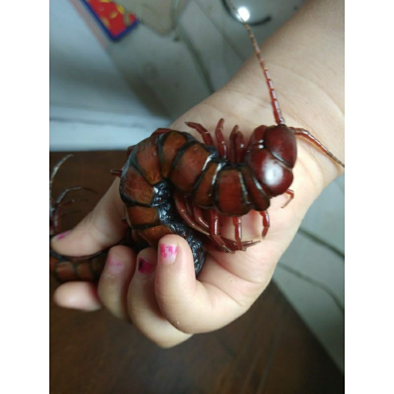 kelabang merah super jumbo