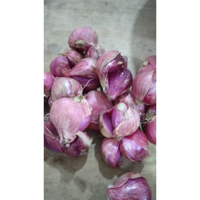 

Bawang Merah / Brambang Brebes ( Foto Asli )