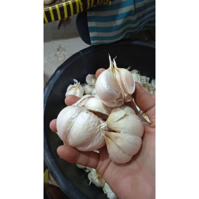 

Bawang Putih Kating ( Foto Asli )