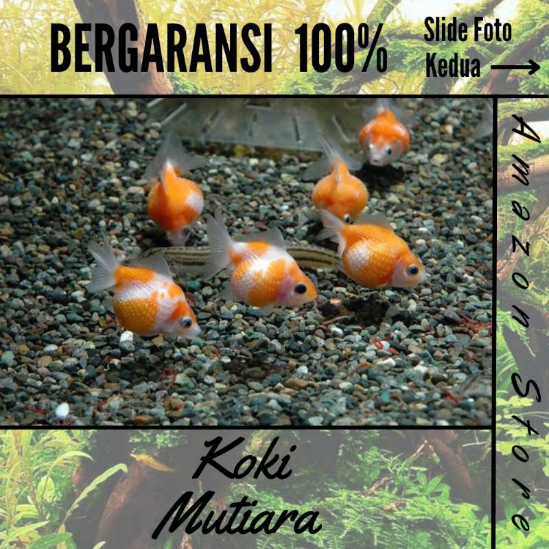 Ikan Mas Koki Mutiara / Ikan Hias Air Tawar