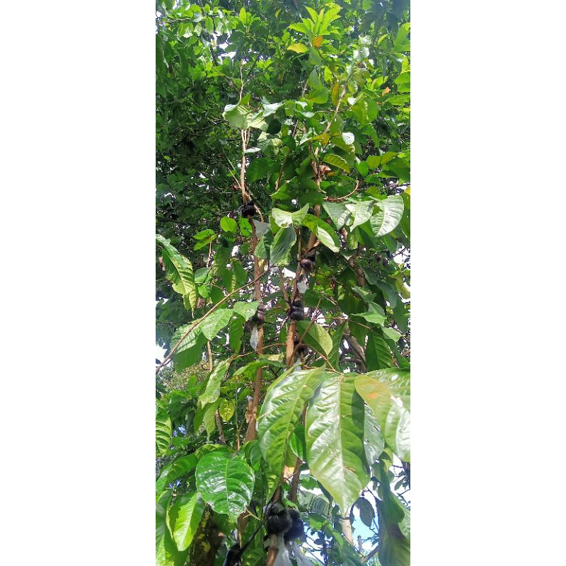 bibit fresh cangkok langsep/duku