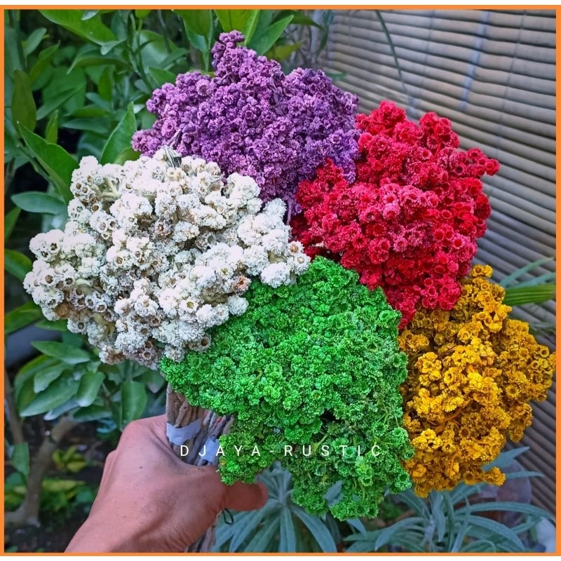 Bunga Edelweis Bromo Asli Bunga Kering Bahan Buket