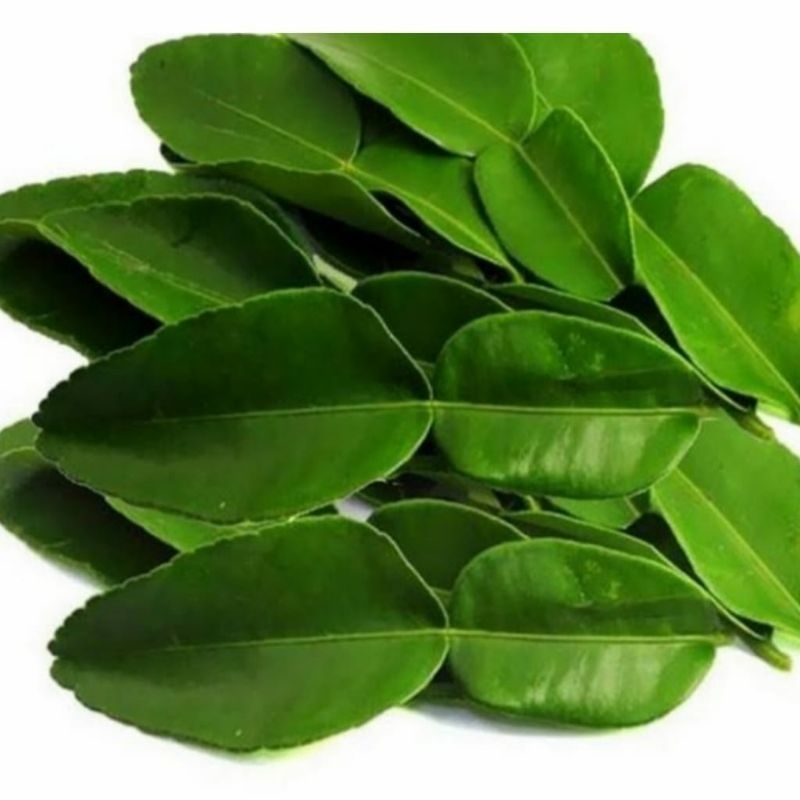 

250 gram daun jeruk purut