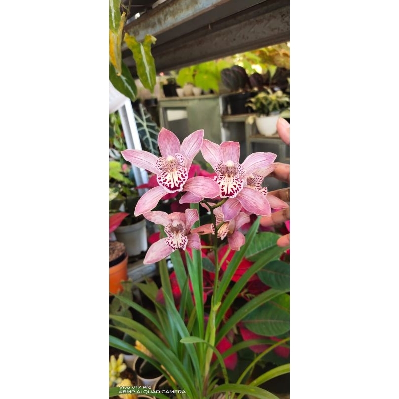 Tanaman anggrek cymbidium pink