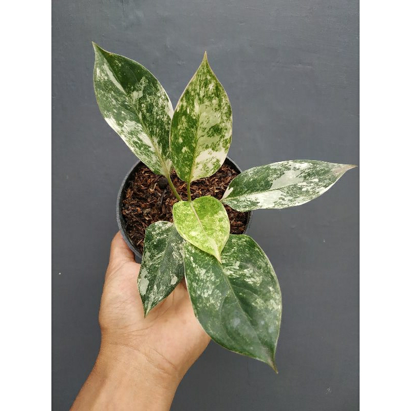 Aglonema Siam Jade Varigata