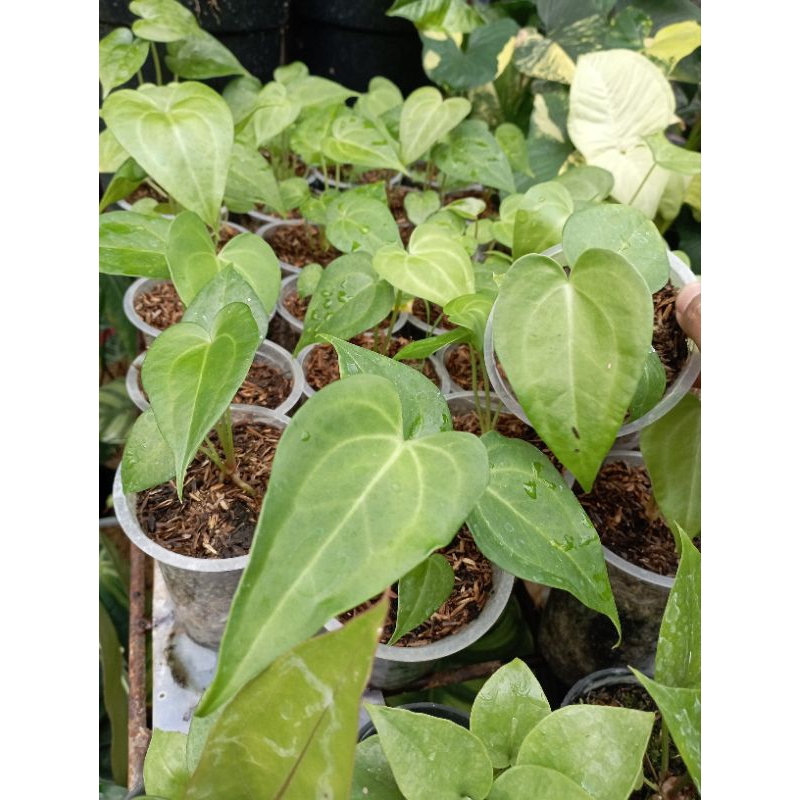 Anthurium clarinervium