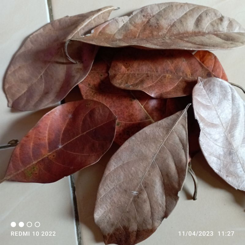 

100 lembar daun nangka kering segar herbal alami hanya di ambil saat ada order masuk