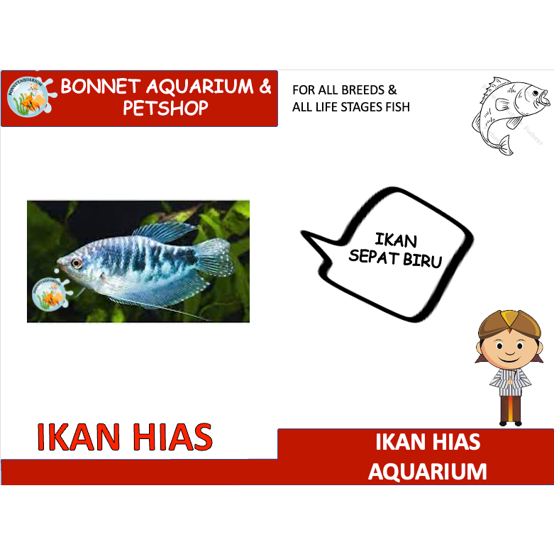 IKAN HIAS AQUARIUM SEPAT BIRU