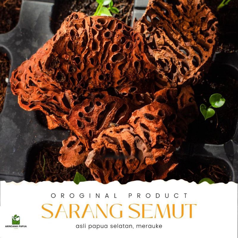 SARANG SEMUT MERAH PAPUA 100% ASLI DARI PAPUA SELATAN SARANG SEMUT DARI ALAM PAPUA