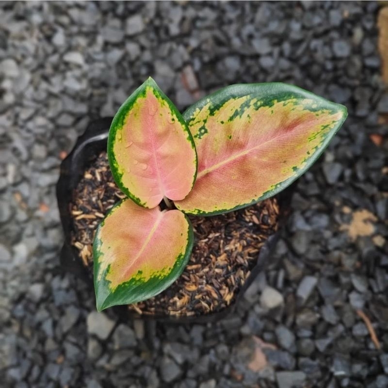 tanaman hias aglonema kochin temabaga kuning / bunga aglonema aglaonema kochin tembaga kuning murah 