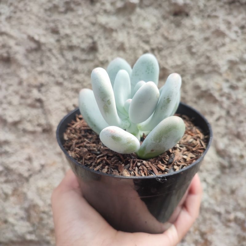 Pachyphytum Oviferum | DP 10cm | Sukulen