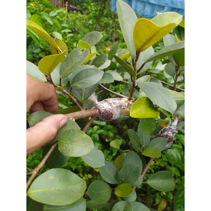 bahan bonsai ficus iprik silver pucuk merah original