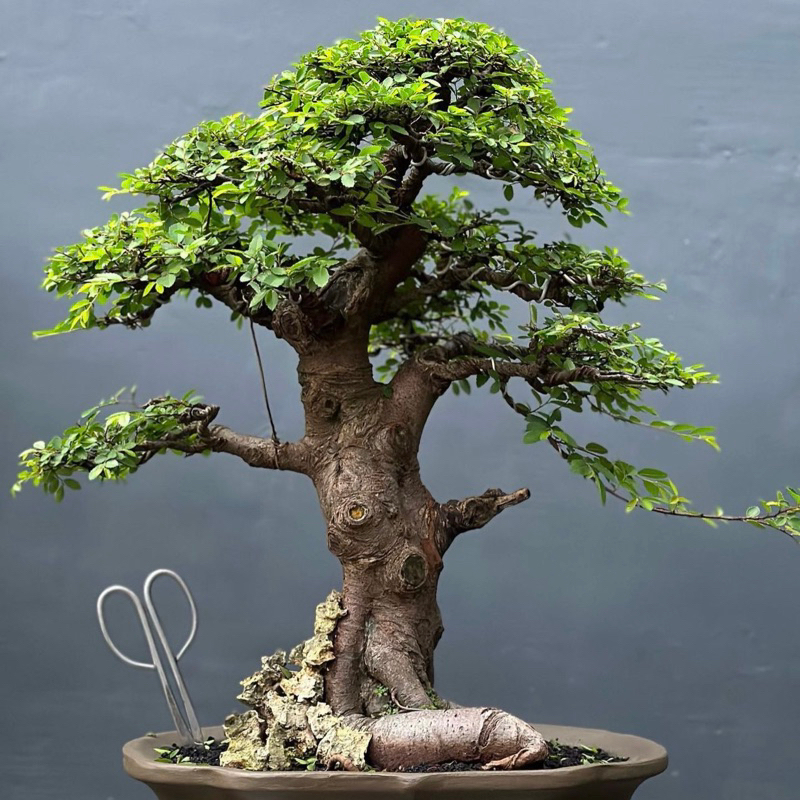Bonsai ulmus micro bonsai ulmus siap pajang, bonsai beringin, bonsai kimeng bonsai sargenti bonsai s