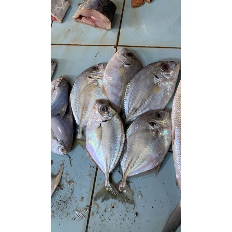 ikan kuwe segar