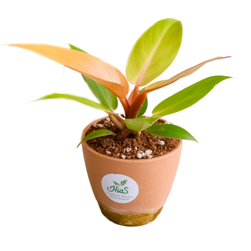 Paket A: Alocasia Regal Shield 1, Alocasia Zebrina Black Stem 1, Philo. Ring of fire golden 1, Philo