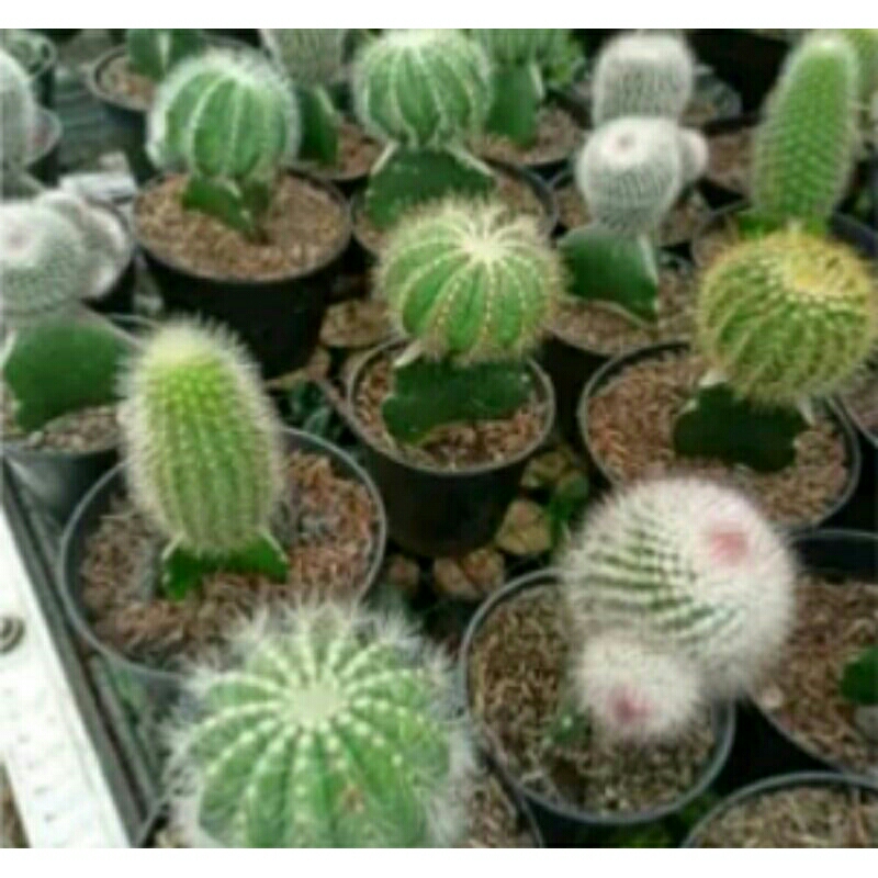 Tanaman hias kaktus mini