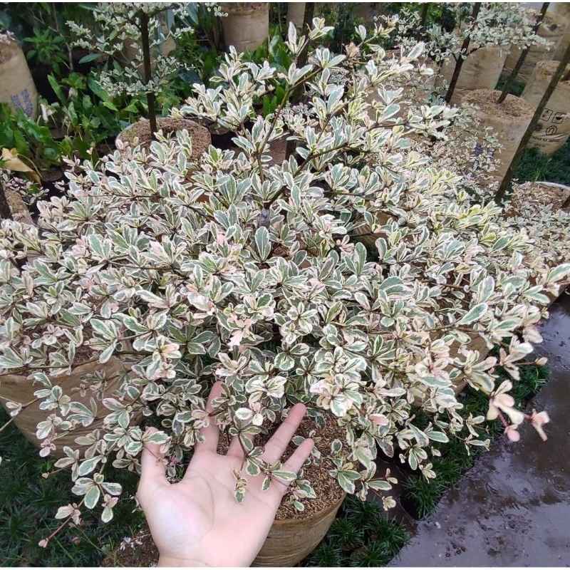 tanaman hias ketapang kencana varigata - pohon pelindung - ketapang kencana putih 80cm