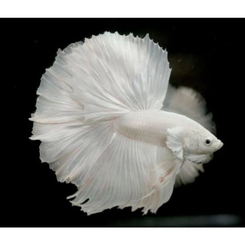 cupang halfmoon white platinum sepair