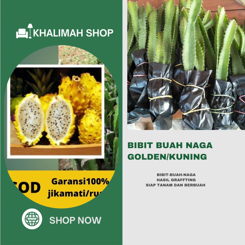 Bibit Buah Naga Golden Asli Grafting