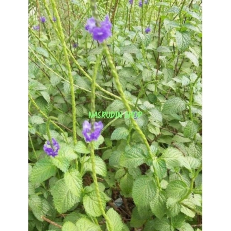 

[Fresh] BENIH PECUT KUDA ISI 20 BIJI BENIH TANAMAN HERBAL PECUT KUDA