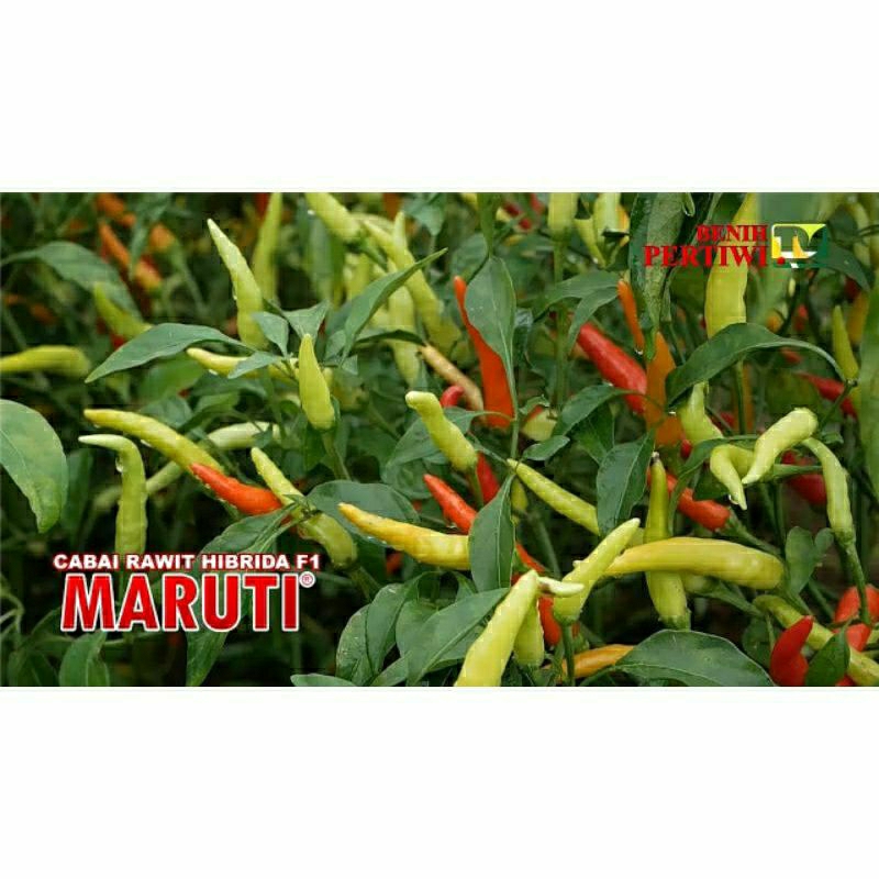 Benih Cabai Rawit Hibrida F1 Maruti 10g.