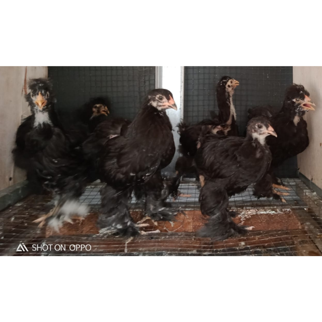 Ayam brahma black usia 2 bulan ( real foto dan vidio )