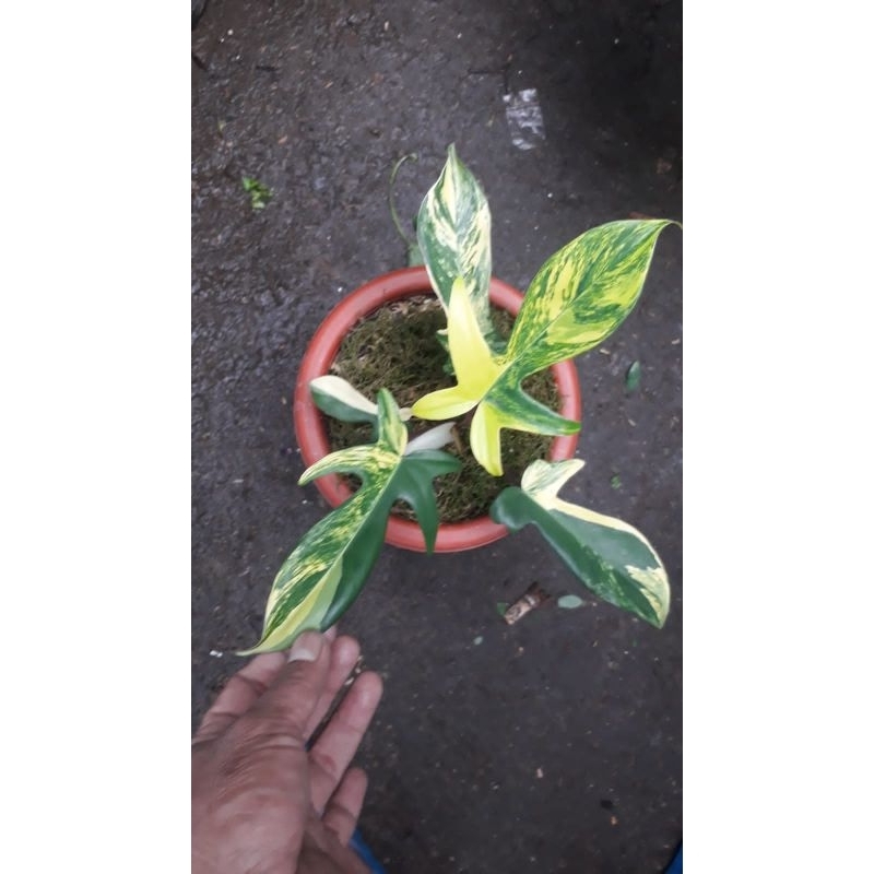 tanaman hias florida beauty variegata