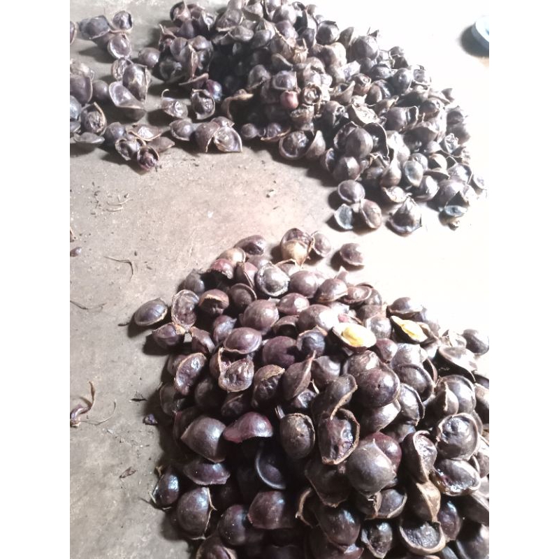 

Jengkol