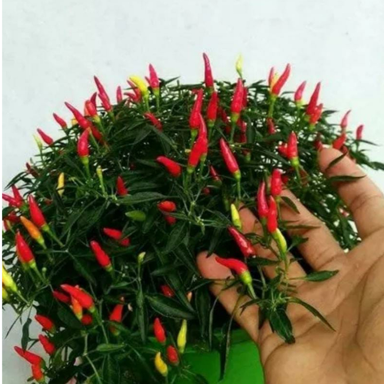 1 POHON CABE RAWIT SETAN SUPER PEDAS