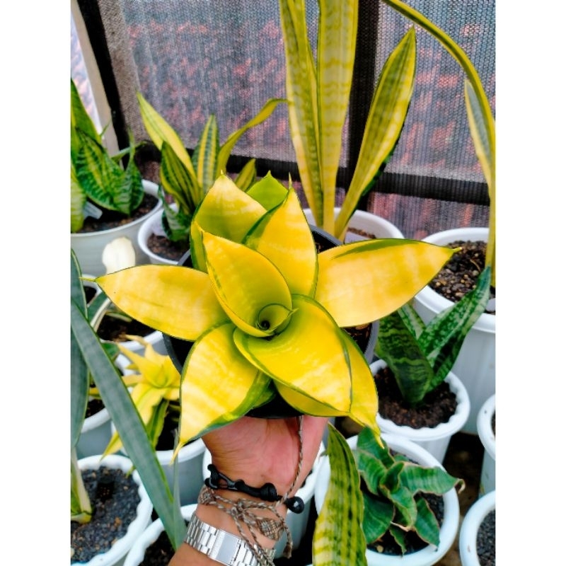 Sansevieria Hahnii Philipine Mutasi / Gold
