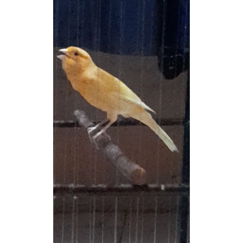 kenari loper gacoran